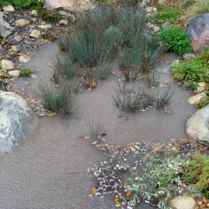 Water Wise Home Garden, California Grey Rush in vegetative swale during rainstorm
