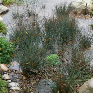 Water Wise Home Garden, California Grey Rush in vegetative swale during rainstorm