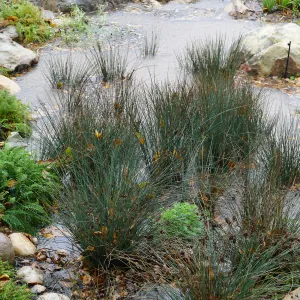 Water Wise Home Garden, California Grey Rush in vegetative swale during rainstorm