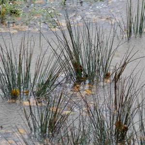 Water Wise Home Garden, California Grey Rush in vegetative swale during rainstorm