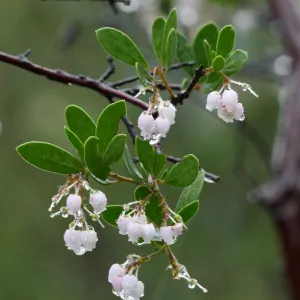 Raiche's Manzanita in rain