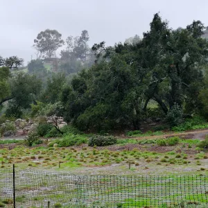 Meadow Oaks (Coastal Live Oak) in rain
