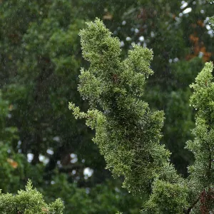 California Juniper in rain