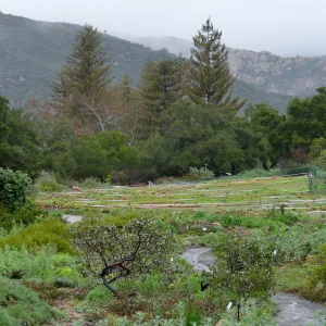Meadow and Redwoods in rain