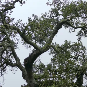 Oak (Coastal Live Oak) in Manzanita section