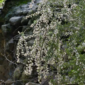 Bigpod Ceanothus above Mission Dam