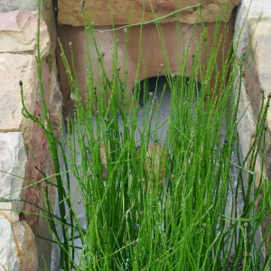 Bioswale at the Pritzlaff Conservation Center filtering runoff during a rainstorm