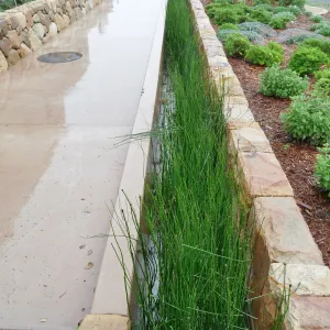 Bioswale at the Pritzlaff Conservation Center filtering runoff during a rainstorm