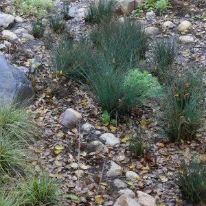Water Wise Home Garden Vegetative Swale