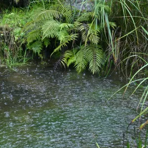Discovery Garden Pond in rain