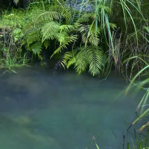 Discovery Garden Pond in rain