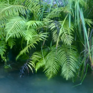 Discovery Garden Pond in rain