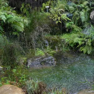 Discovery Garden Pond in rain