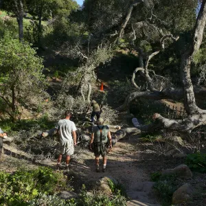Horticulture staff clearing fallen oak (Coastal Live Oak)in Arroyo Section, just above the Tea House