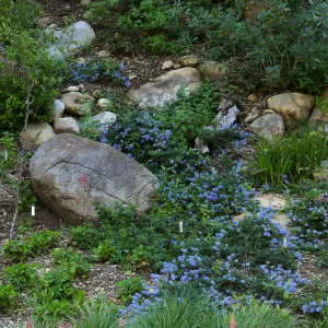 Ceanothus â€˜waterfall' in Wooded Dell