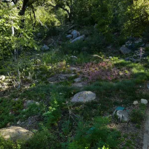 Wooded Dell