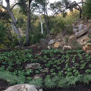 Installation of the Wooded Dell