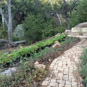 Installation of the Wooded Dell