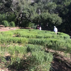 Centennial Maze