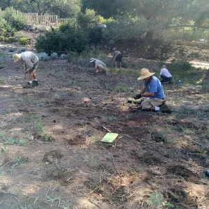 Crew planting Bouteloua plugs in Meadow
