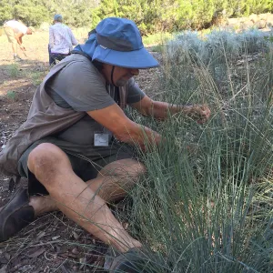 Geege Ostroff grooming Festuca californica