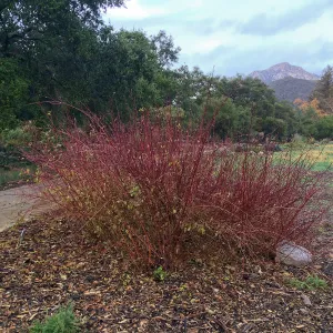 Cornus sericea in Meadow border