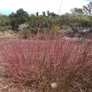 Cornus sericea in the Meadow border