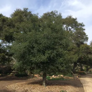 Transplanted Meadow Oaks (Coastal Live Oak)
