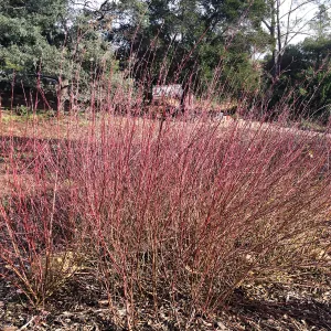 Cornus sericea in the Meadow border