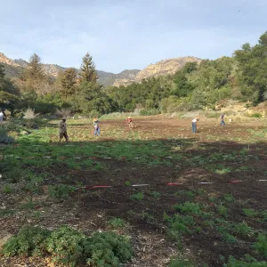 Crew weeding the Meadow prior to seeding