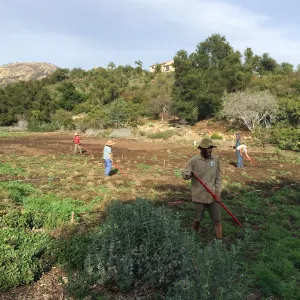 Crew weeding the Meadow prior to seeding