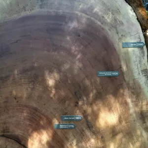 Giant sequoia round in the Arroyo