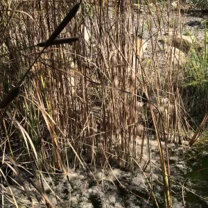 Cattail seed in the Arroyo pond