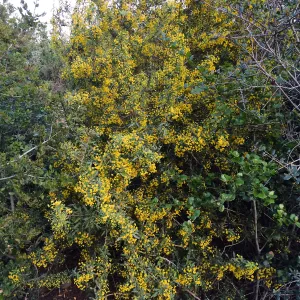Berberis nevinii