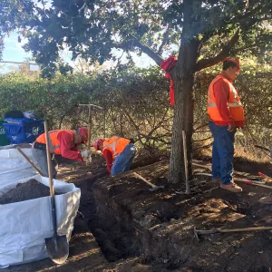 Preparing to move island oaks at Van Atta and Associates