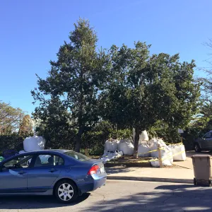 Island Oaks in Susan Van Atta parking lot just before being moved