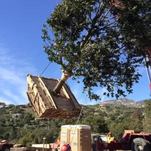 Planting of Island Oaks at the Pritzlaff Conservation Center