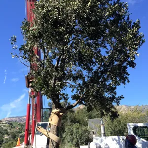 Planting of Island Oaks at the Pritzlaff Conservation Center