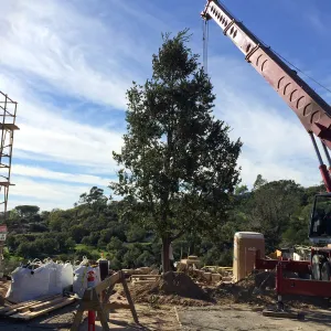Planting of Island Oaks at the Pritzlaff Conservation Center