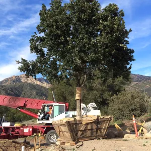 Planting of Island Oaks at the Pritzlaff Conservation Center
