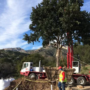 Planting of Island Oaks at the Pritzlaff Conservation Center