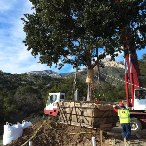 Planting of Island Oaks at the Pritzlaff Conservation Center