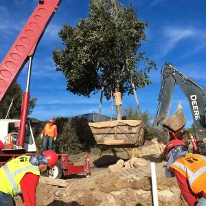 Planting of Island Oaks at the Pritzlaff Conservation Center
