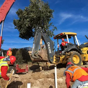 Planting of Island Oaks at the Pritzlaff Conservation Center