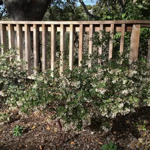 Arctostaphylos White Lanterns at Water Wise Home Garden