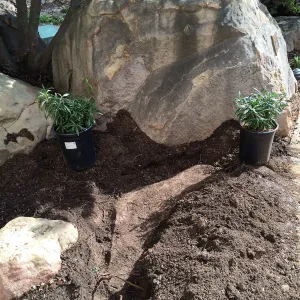 Buried rock at Home Demonstration Garden