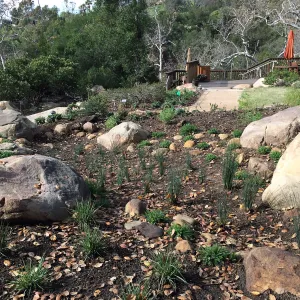 First plantings at Water Wise Home Garden