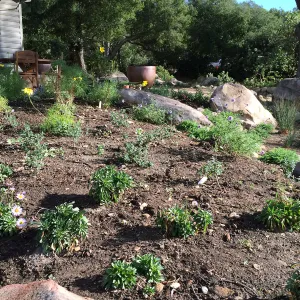 Initial planting at Water Wise Home Garden