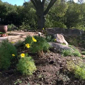 Initial planting at Water Wise Home Garden