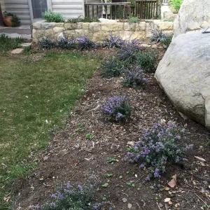 Ceanothus Valley Violet at the Water Wise Home Garden